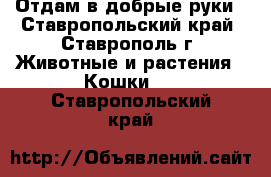 Отдам в добрые руки - Ставропольский край, Ставрополь г. Животные и растения » Кошки   . Ставропольский край